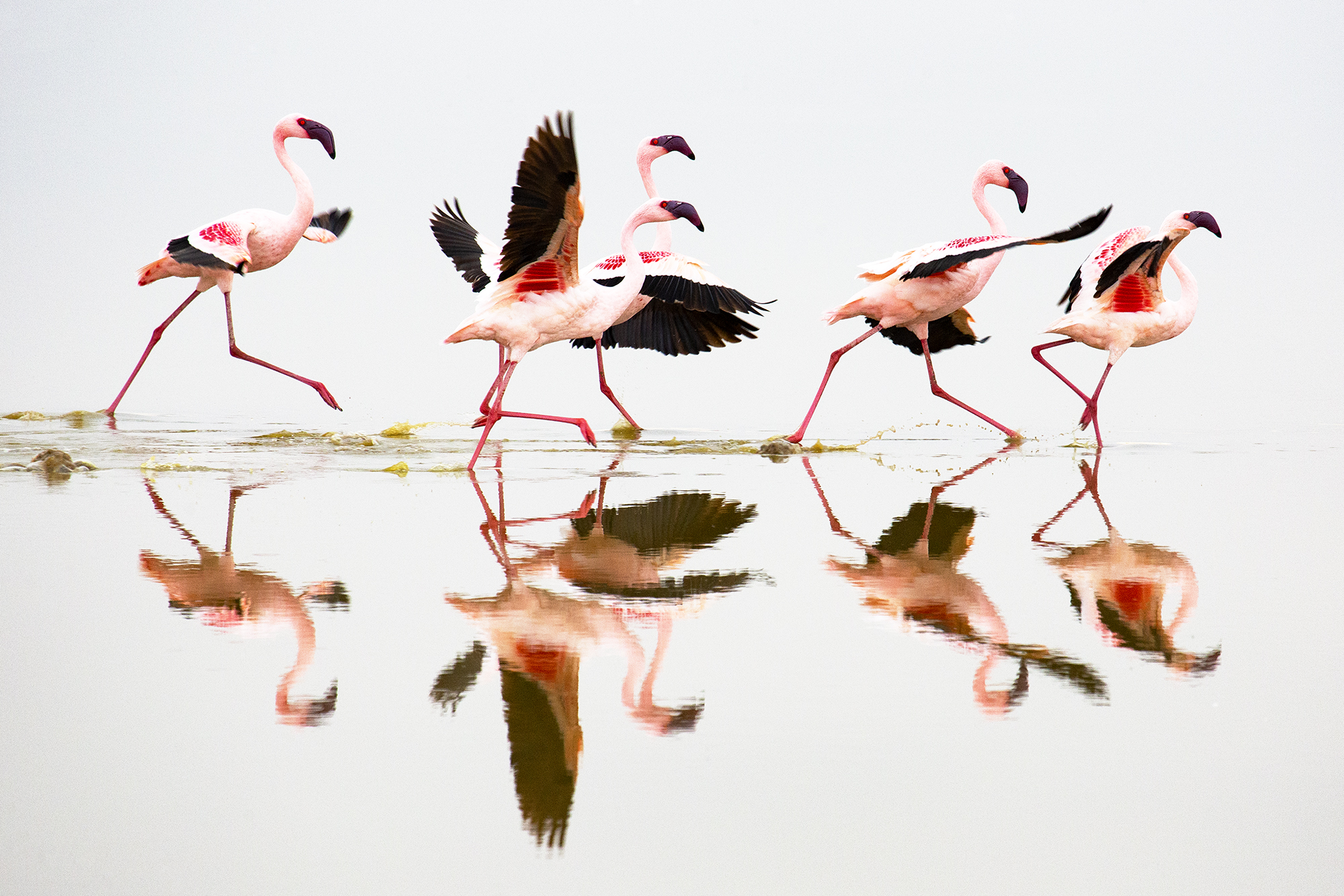 Flamingoes